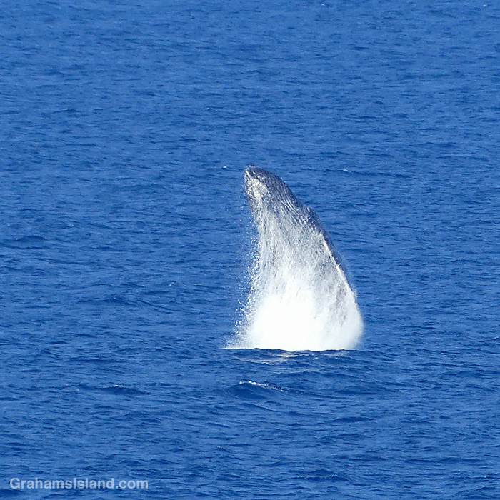 A Humpback Whale breaches off Hawaii