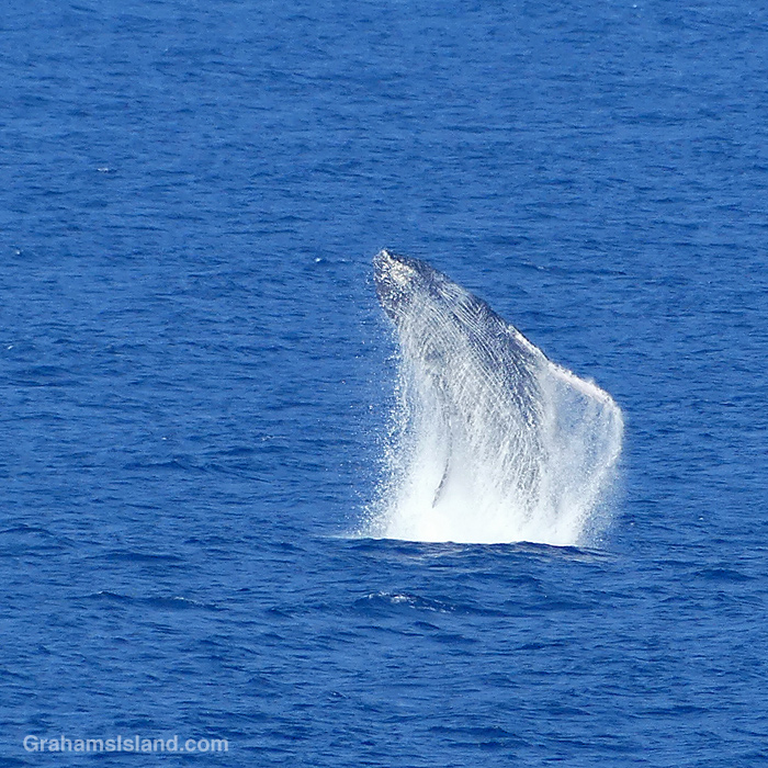 A Humpback Whale breaches off Hawaii