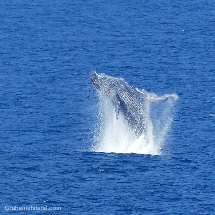 A Humpback Whale breaches off Hawaii