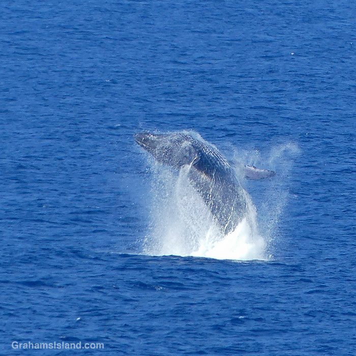 A Humpback Whale breaches off Hawaii