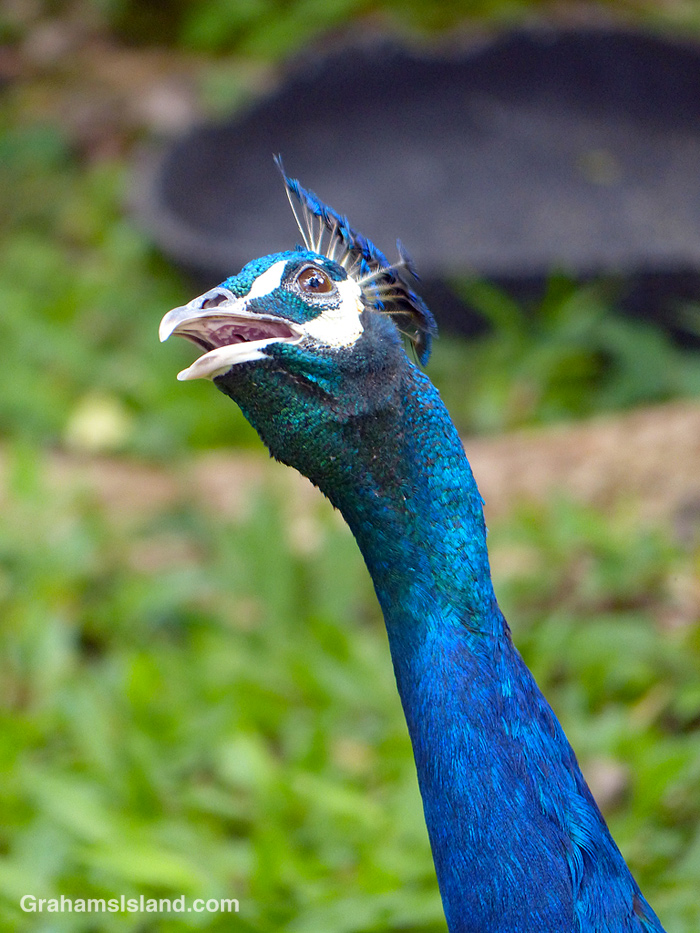 An Indian Blue Peacock at Panaʻewa Rainforest Zoo in Hilo, Hawaii