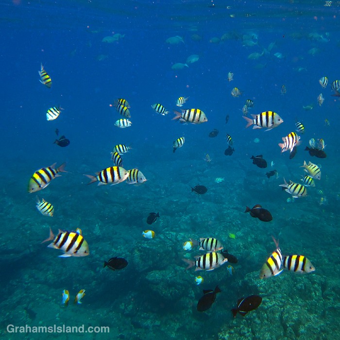 Indo-Pacific Sergeants in the waters off Hawaii