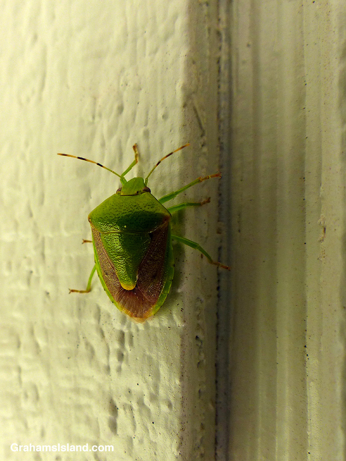 An Oriental Stink Bug in Hawaii