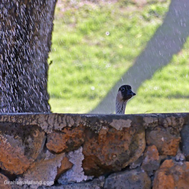 A nene peeks over a wall in Hawaii