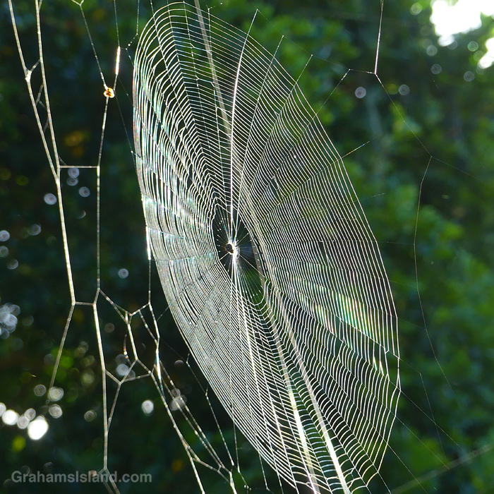A spider web catches the sun in Hawaii