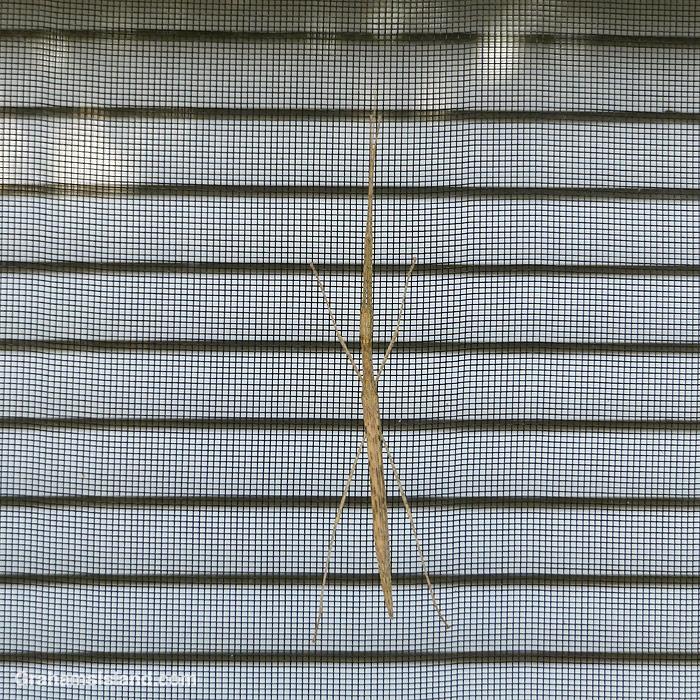 A stick insect on a window screen in Hawaii.