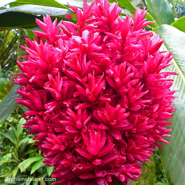 An Alpinia purpurata 'Tahitian Double' flower at Hawaii Tropical Bioreserve and Gardens