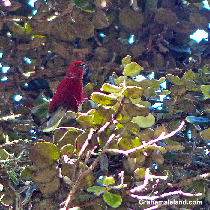 An Apapane in an ohia tree in Hawaii