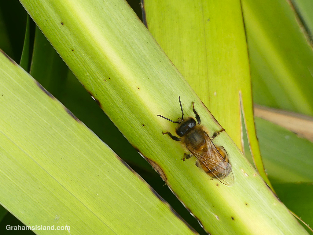 A Bee on a bromeliad near Pololu in Hawaii