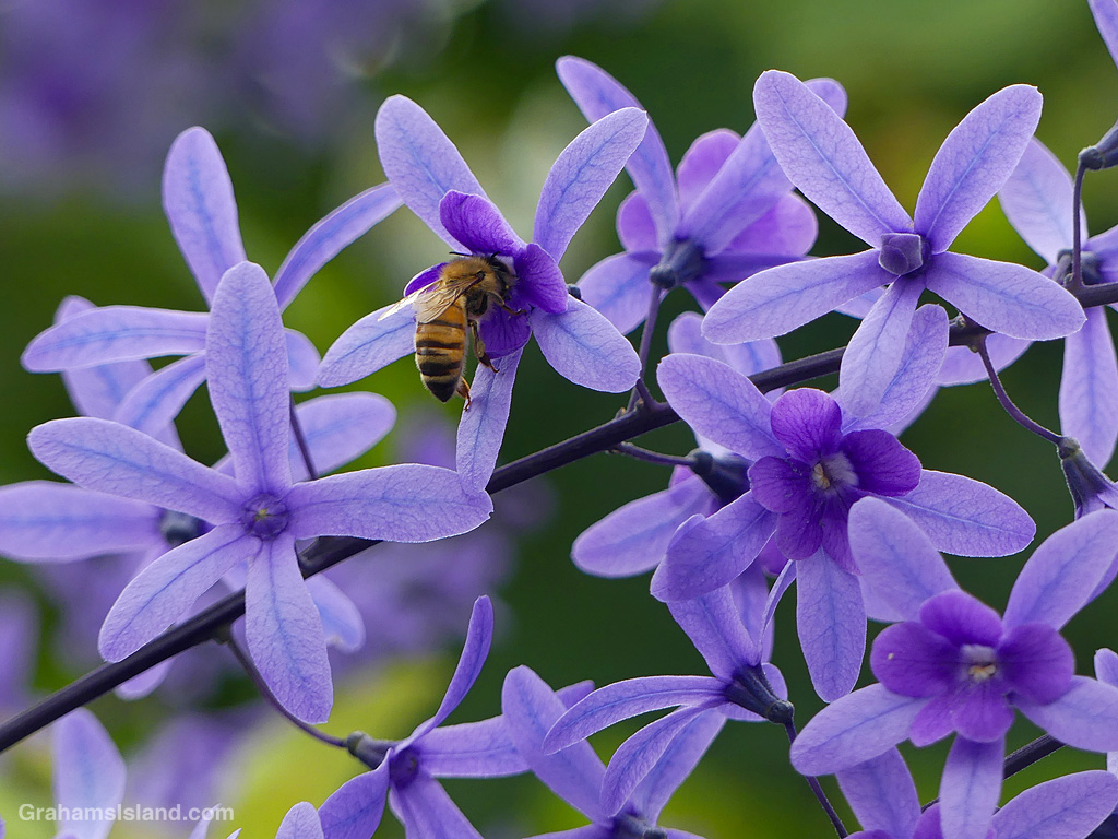 A bee on a flower of a Queens Wreath plant