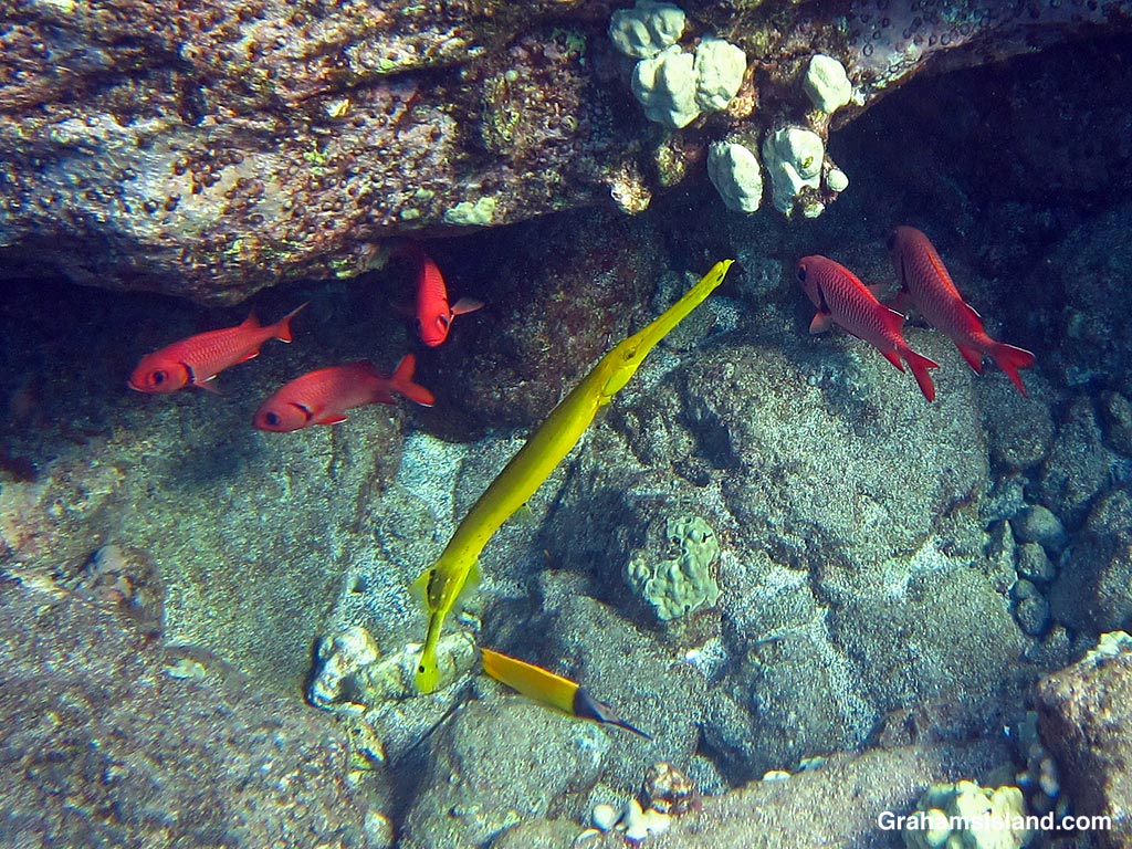 Bigscale soldierfishes in the waters off Hawaii