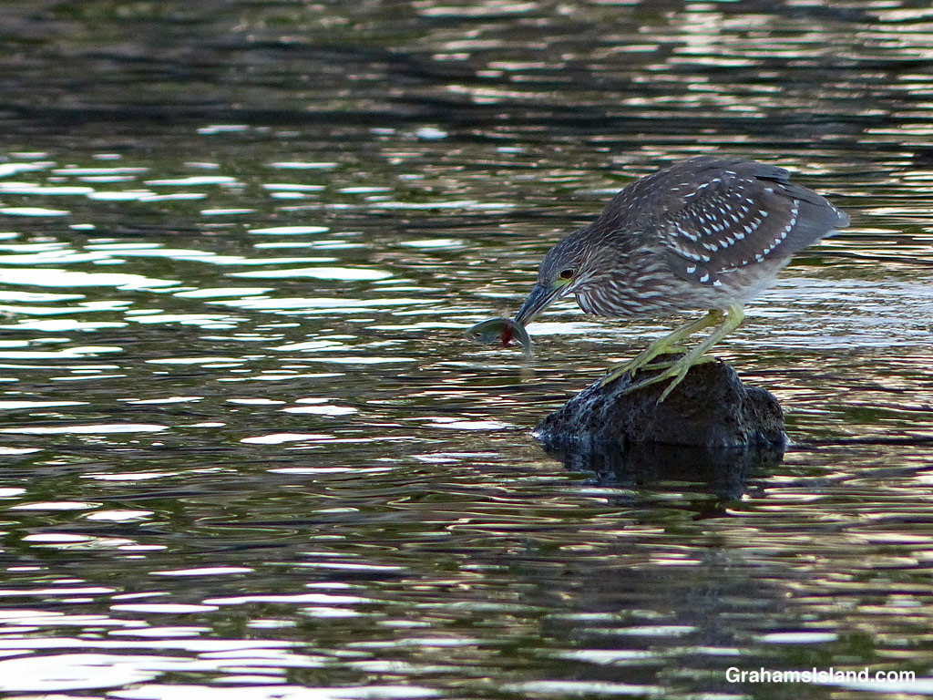 A Black-crowned night heron spears a fish in Hawaii