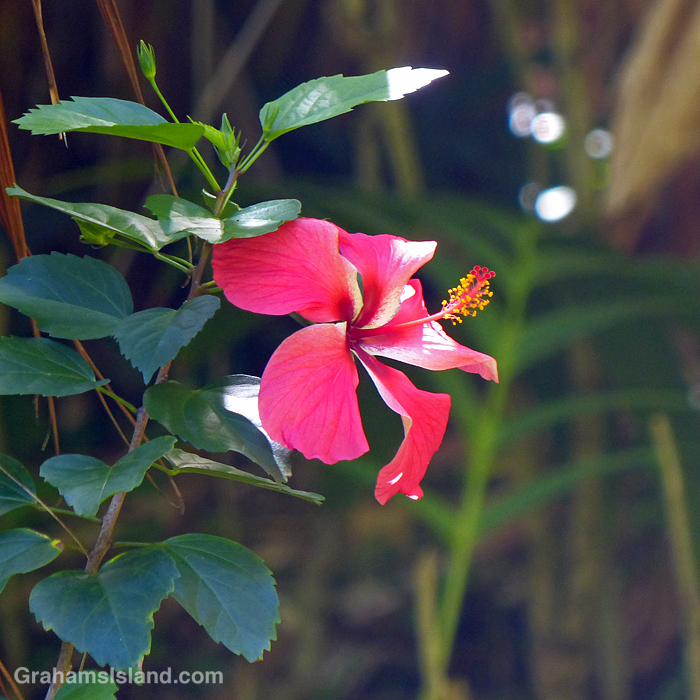A red hibiscus flower in Hawaii