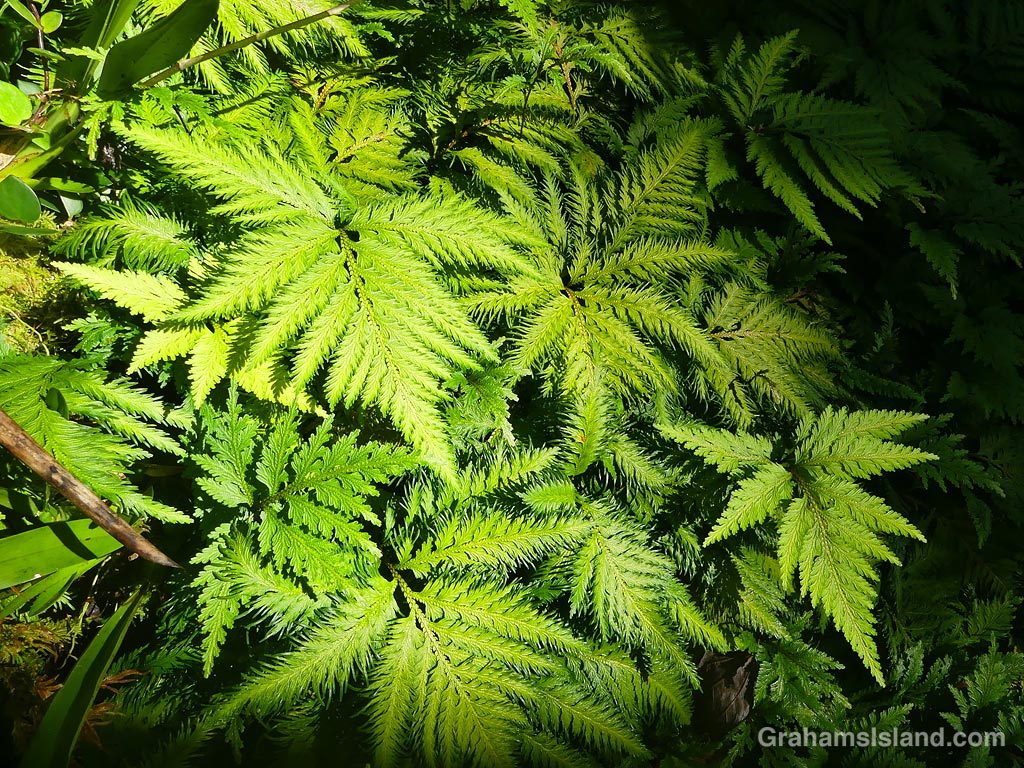 Ferns at Hawaii Tropical Bioreserve and Garden