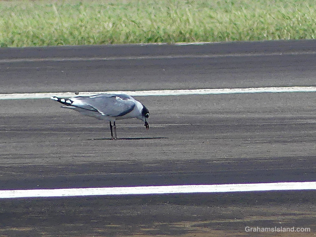 A Franklin's Gull finds something to eat in Hawaii