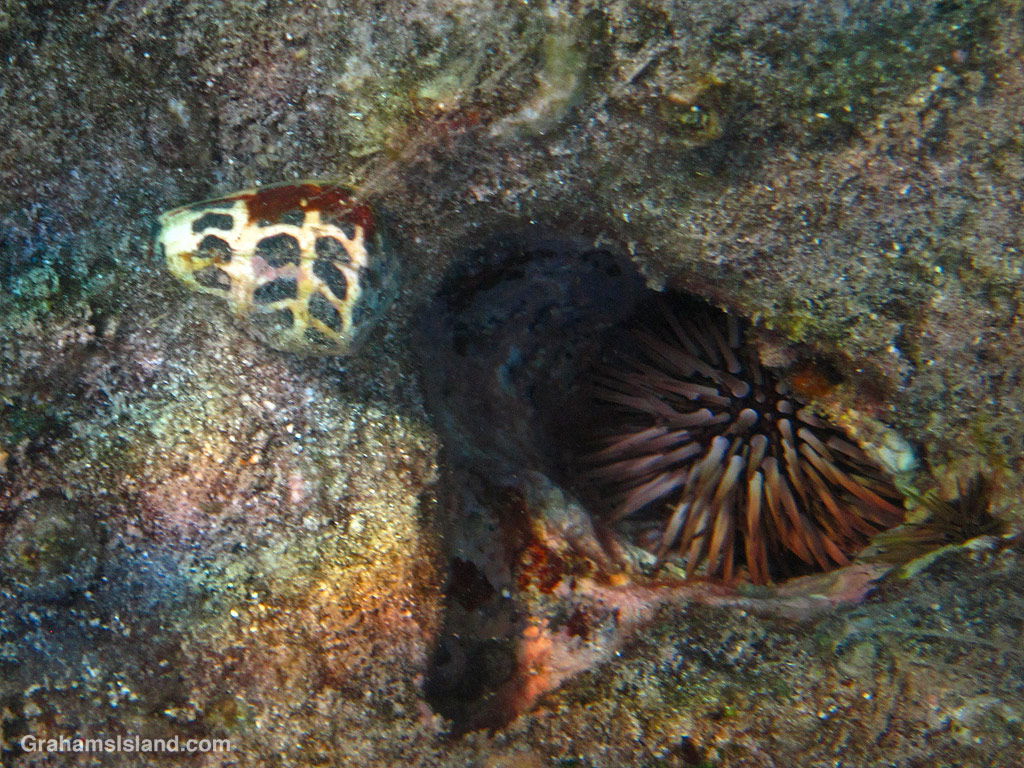 A Hebrew Cone and Rock Boring Urchin in the waters off Hawaii