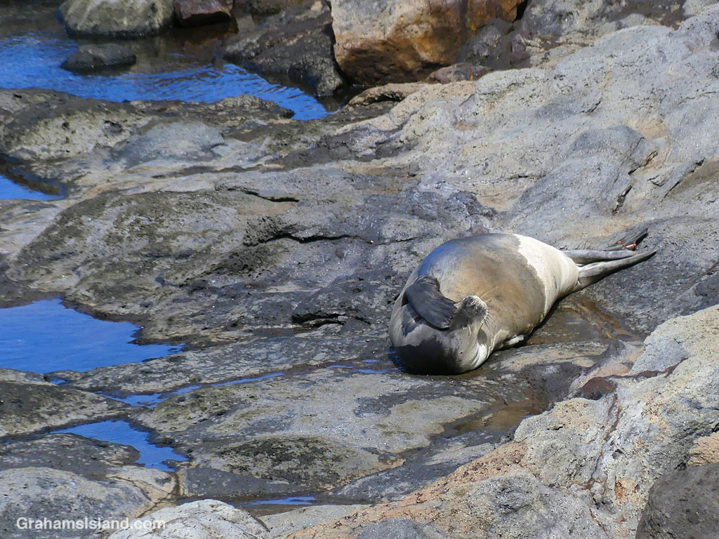 A monk seal scratches itself in Hawaii