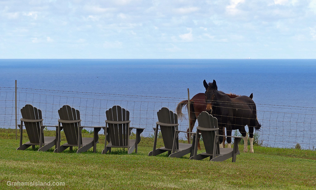 Mules on the coast near Pololu in Hawaii