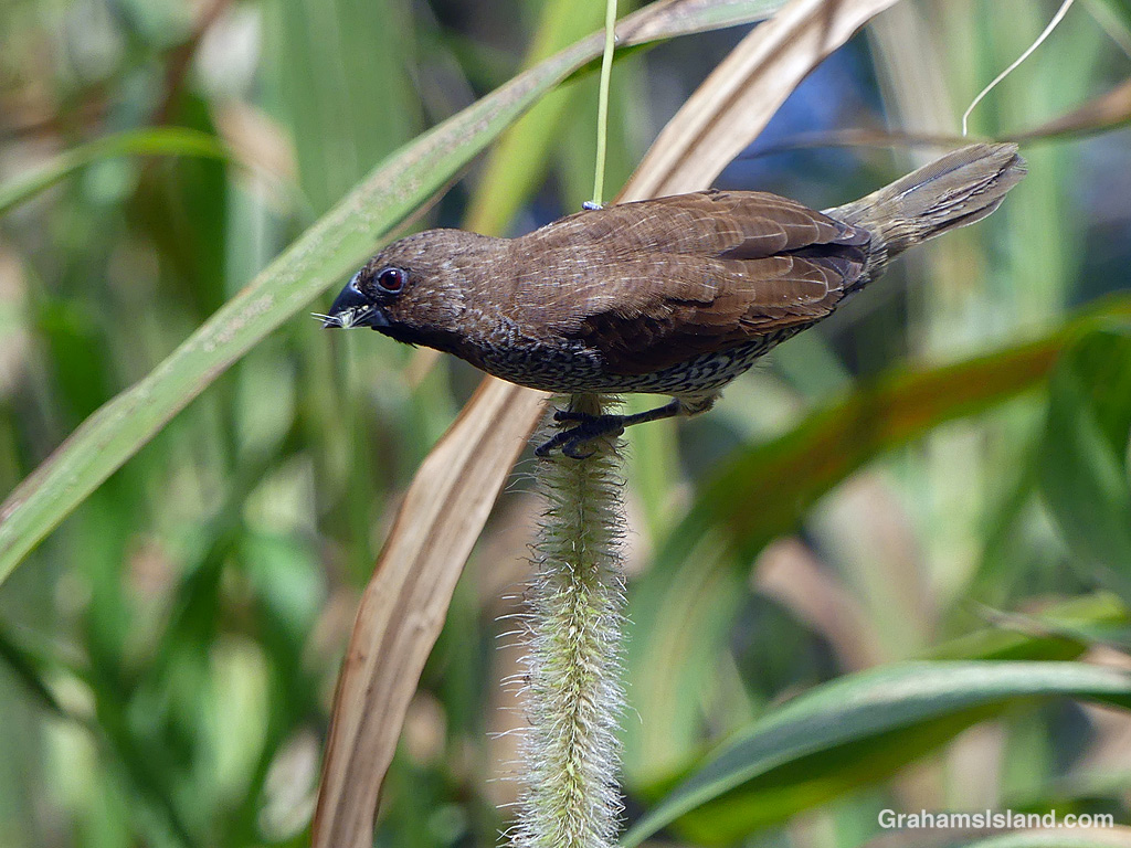 A Nutmeg Mannikin feeds on cane grass seeds in Hawaii