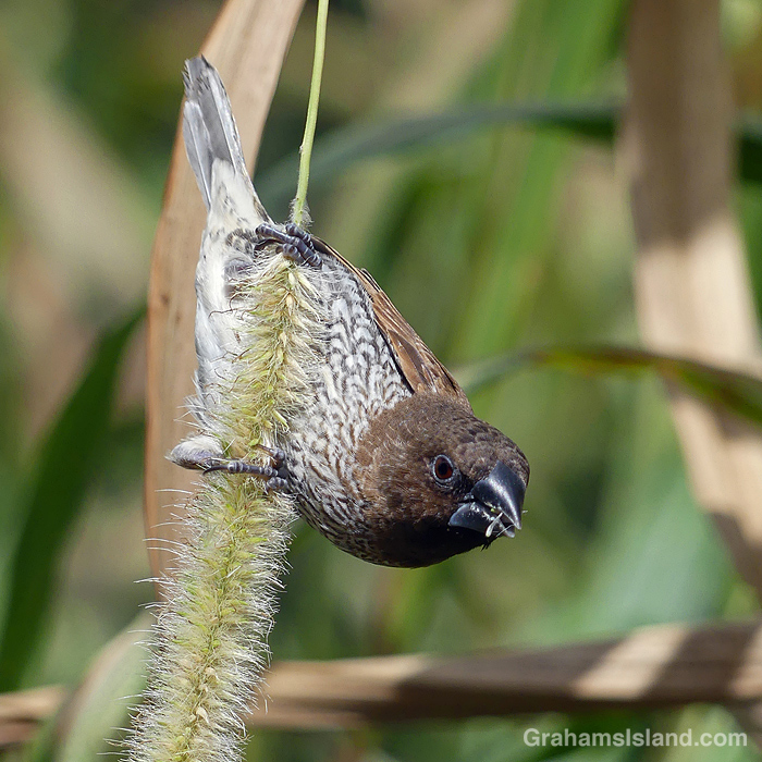 A Nutmeg Mannikin feeds on cane grass seeds in Hawaii