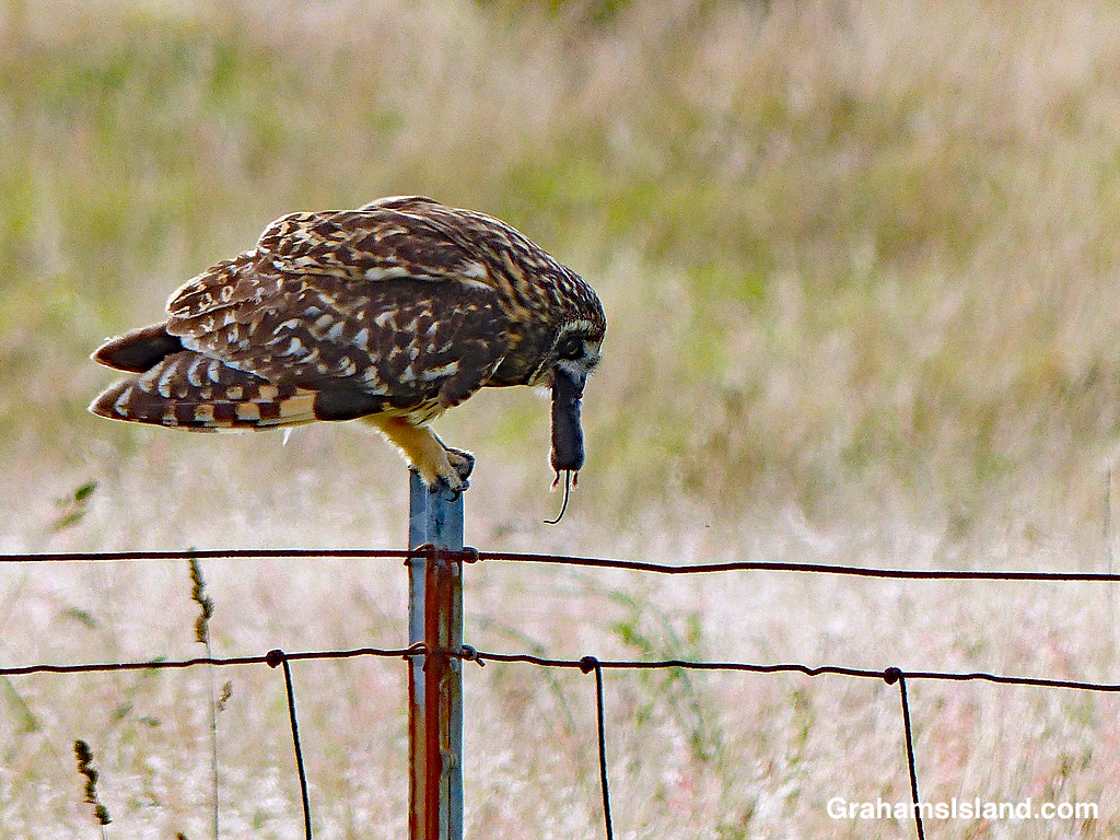 A Pueo catches a mouse in Hawaii