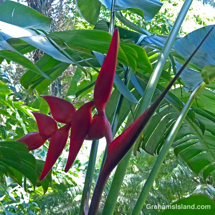 A Red heliconia flower in Hawaii