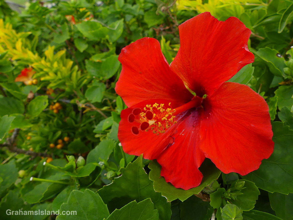 A Red Hibiscus flower in Hawaii