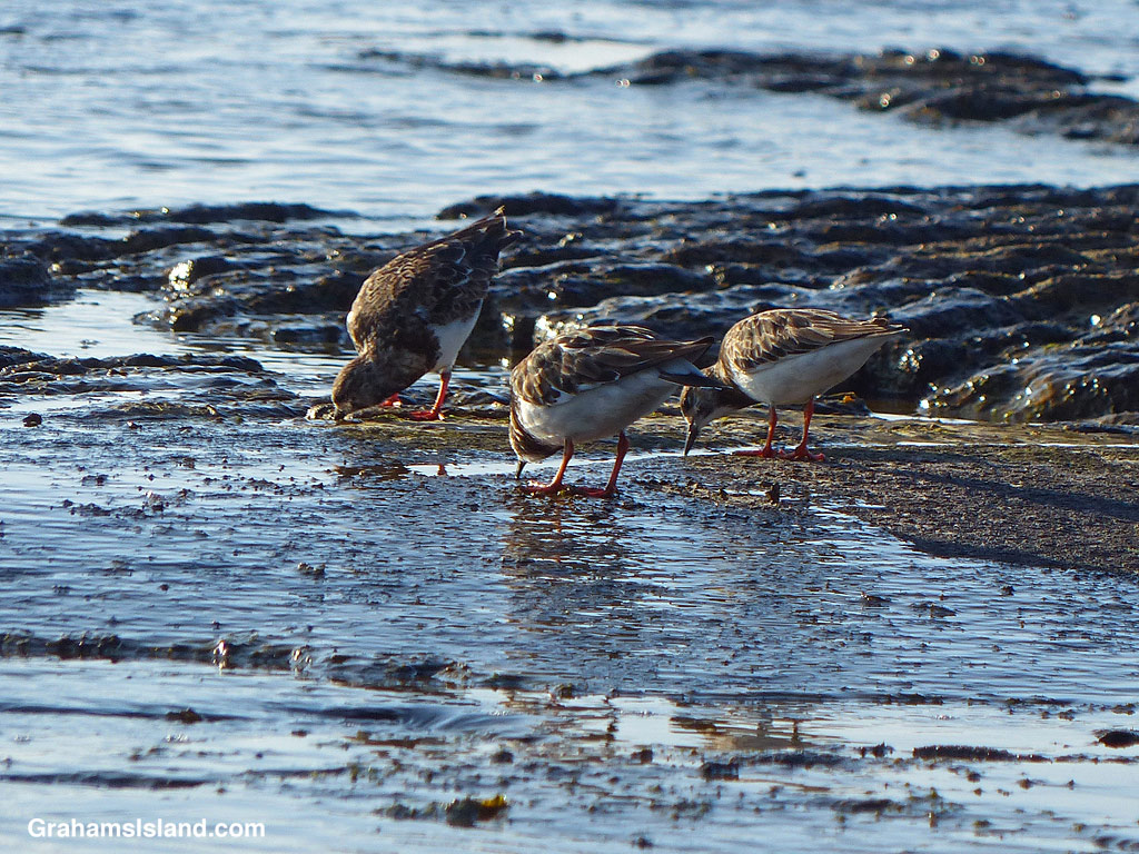 Ruddy turnstones feeding on the shore in Hawaii