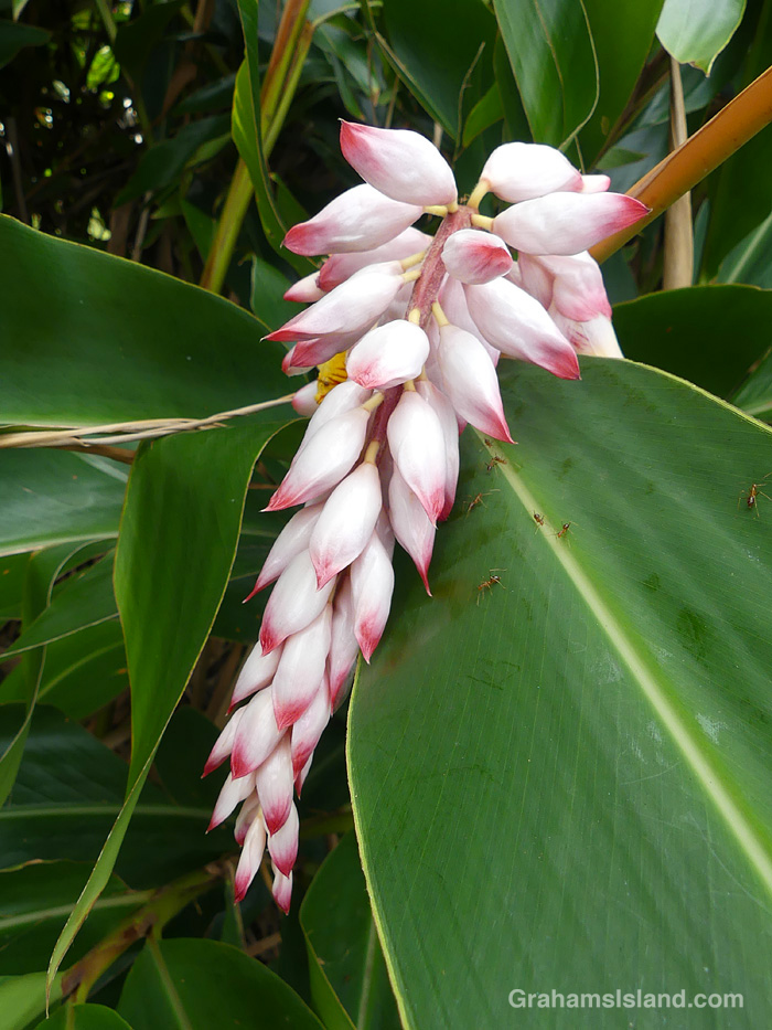 Shell ginger flowers in Hawaii