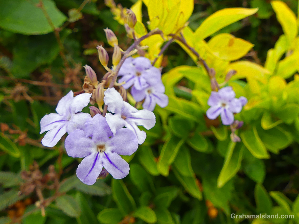 Skyflowers in Hawaii