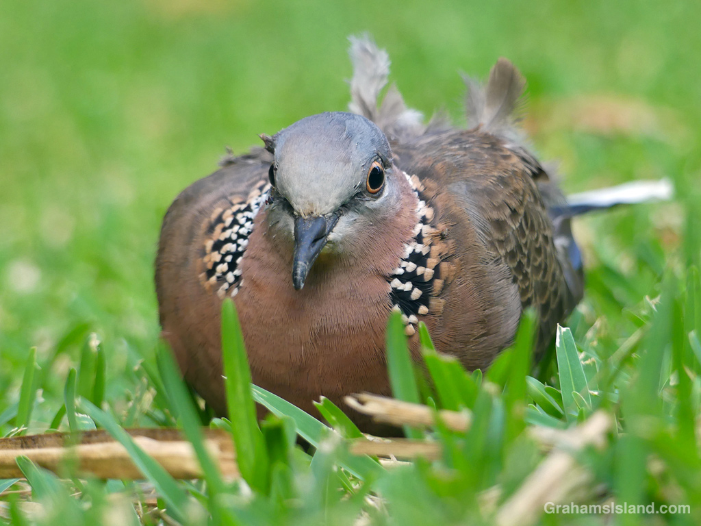 A Spotted Dove rests in the grass in Hawaii
