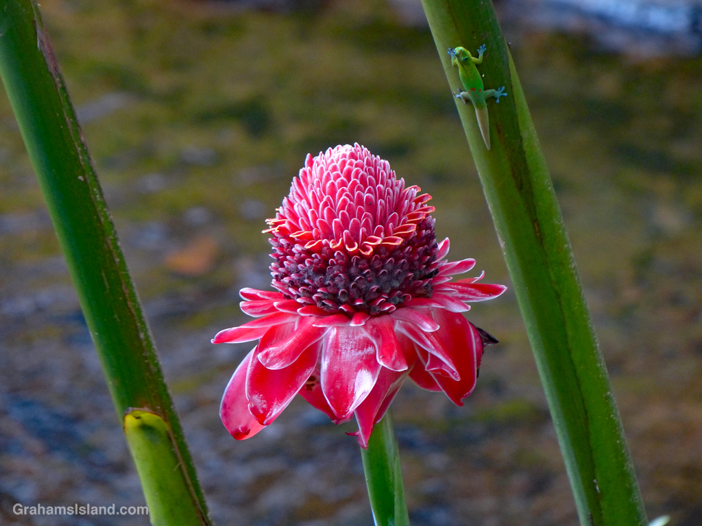 A Torch ginger and gecko in Hawaii