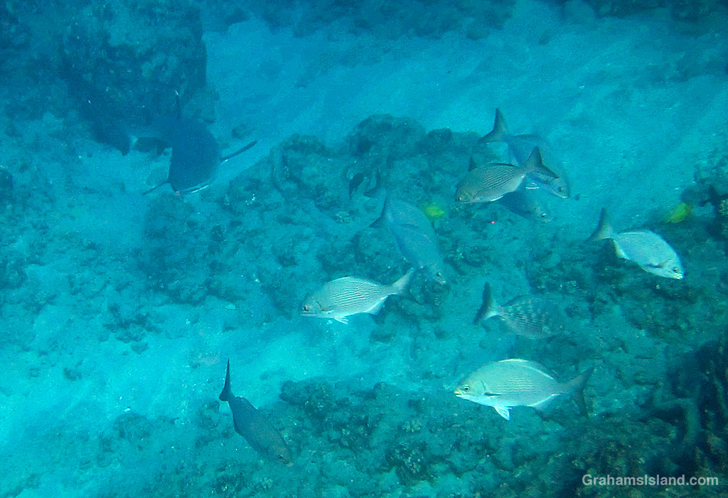 A Whitetip Reef Shark in the waters off hawaii