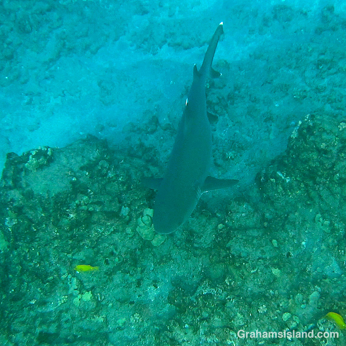 A Whitetip Reef Shark in the waters off hawaii