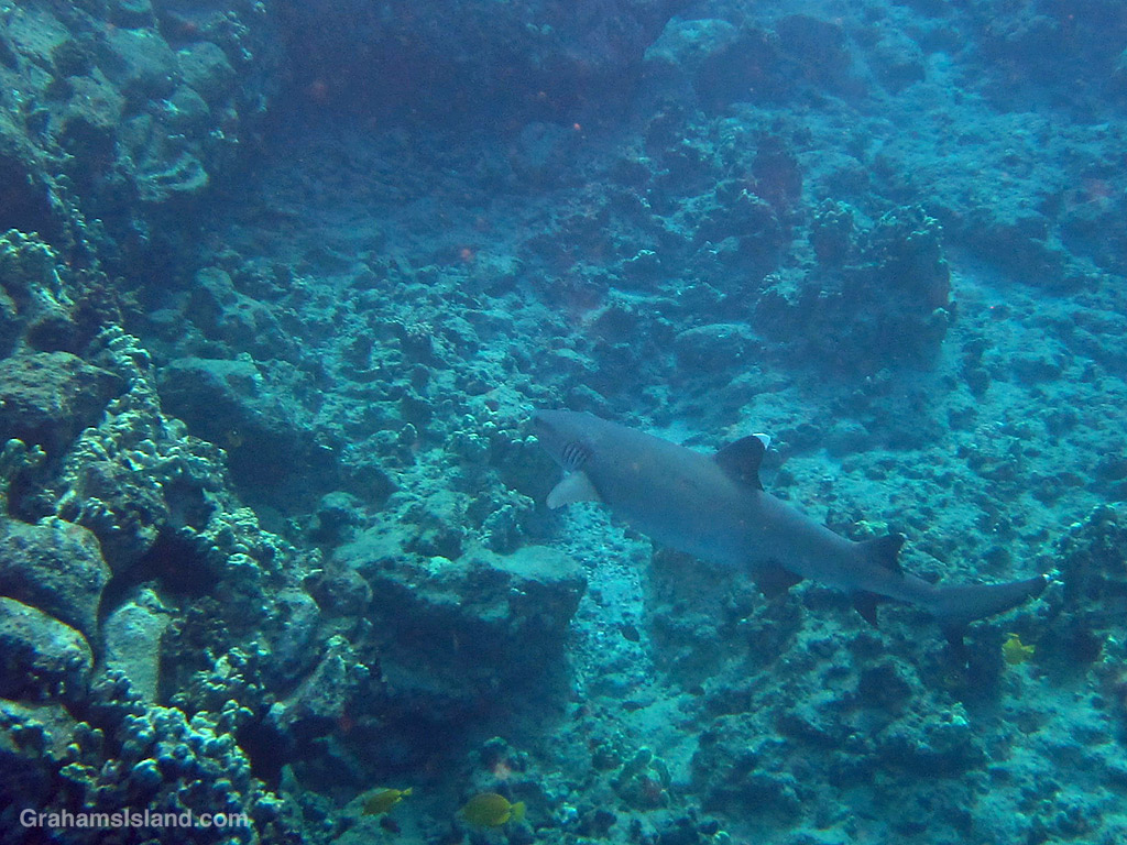 A Whitetip Reef Shark in the waters off hawaii