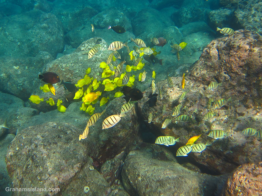 Yellow tangs and convict tangs in the waters off Hawaii