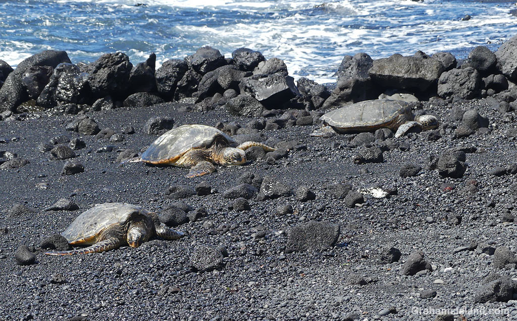 Turtles resting at Punuluu on the Big Island Hawaii