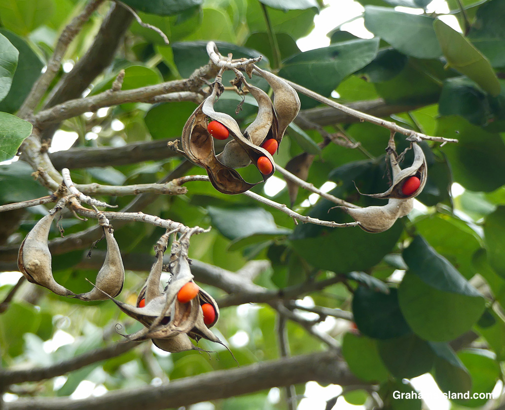 Wiliwili seeds at Pu'u Wa'awa'a in Hawaii