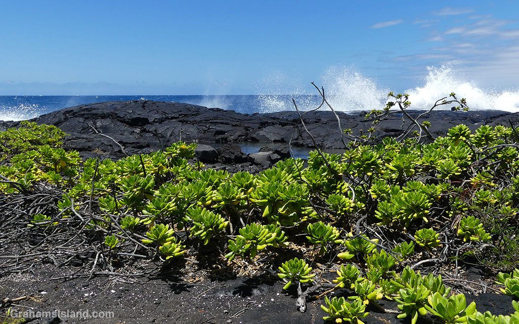 Beach Naupaka on the trail to Kamehame Beach on the Big Island Hawaii