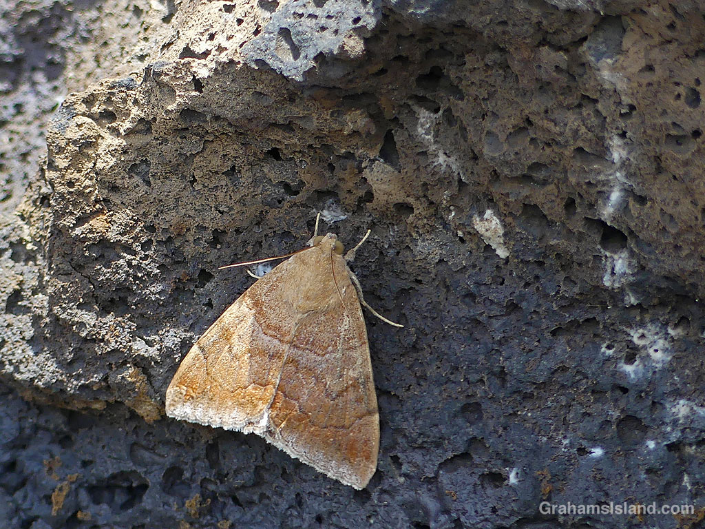 A Castor semi-looper moth on the trail to Kamehame Beach on the Big Island Hawaii