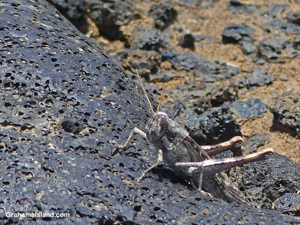 A grasshopper on the trail to Kamehame Beach on the Big Island Hawaii