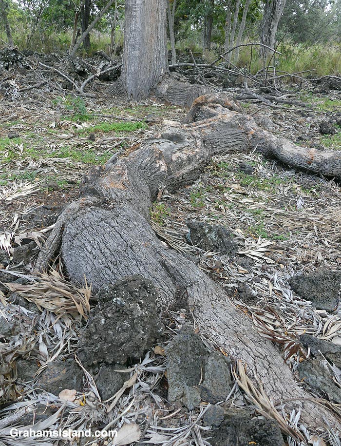 tree roots at Pu'u Wa'awa'a in Hawaii