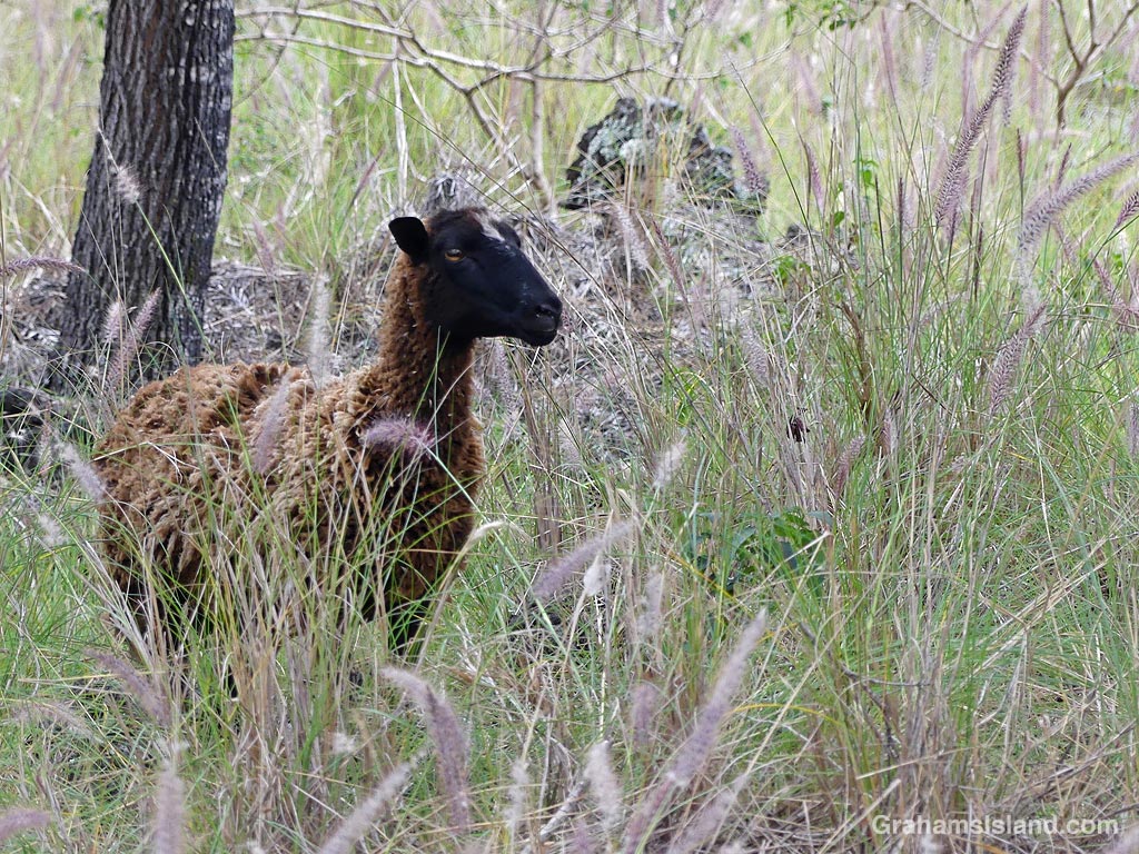 A Sheep in the grass at Pu'u Wa'awa'a in Hawaii