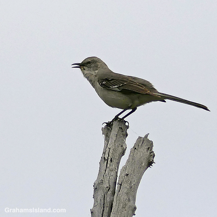A Northern Mockingbird on a snag at Pu'u Wa'awa'a in Hawaii