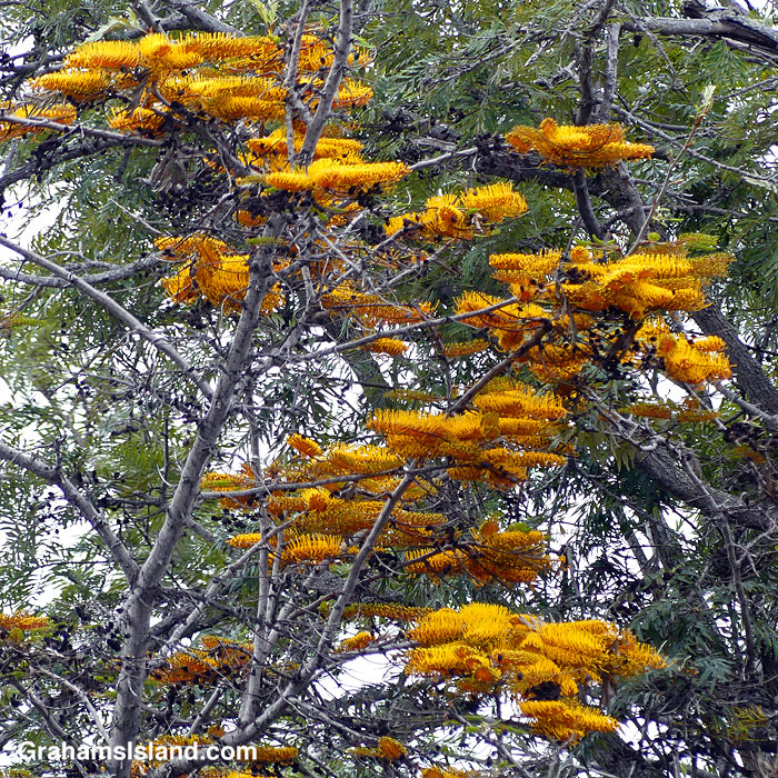 Silk Oak flowers at Pu'u Wa'awa'a in Hawaii