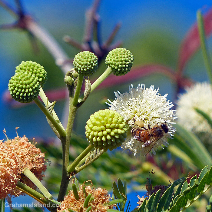 A Bee on haole koa flowers and buds in Hawaii