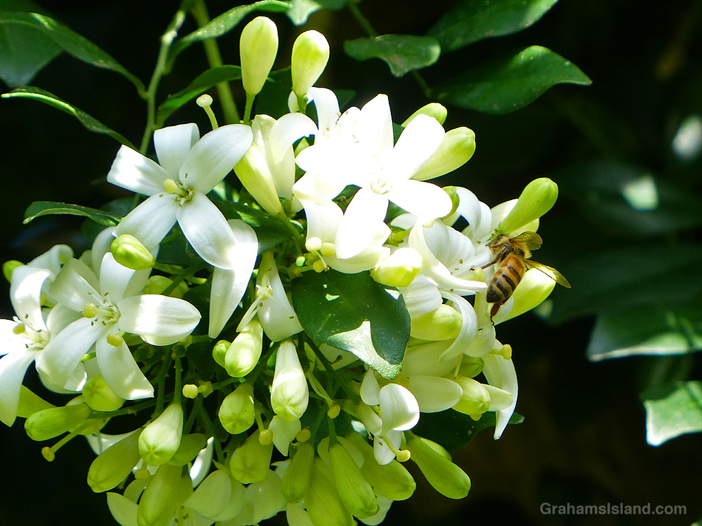 A Bee on mock orange flowers and buds in Hawaii