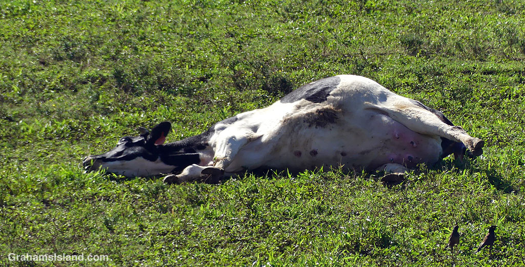 A cow trying to calve in Hawaii