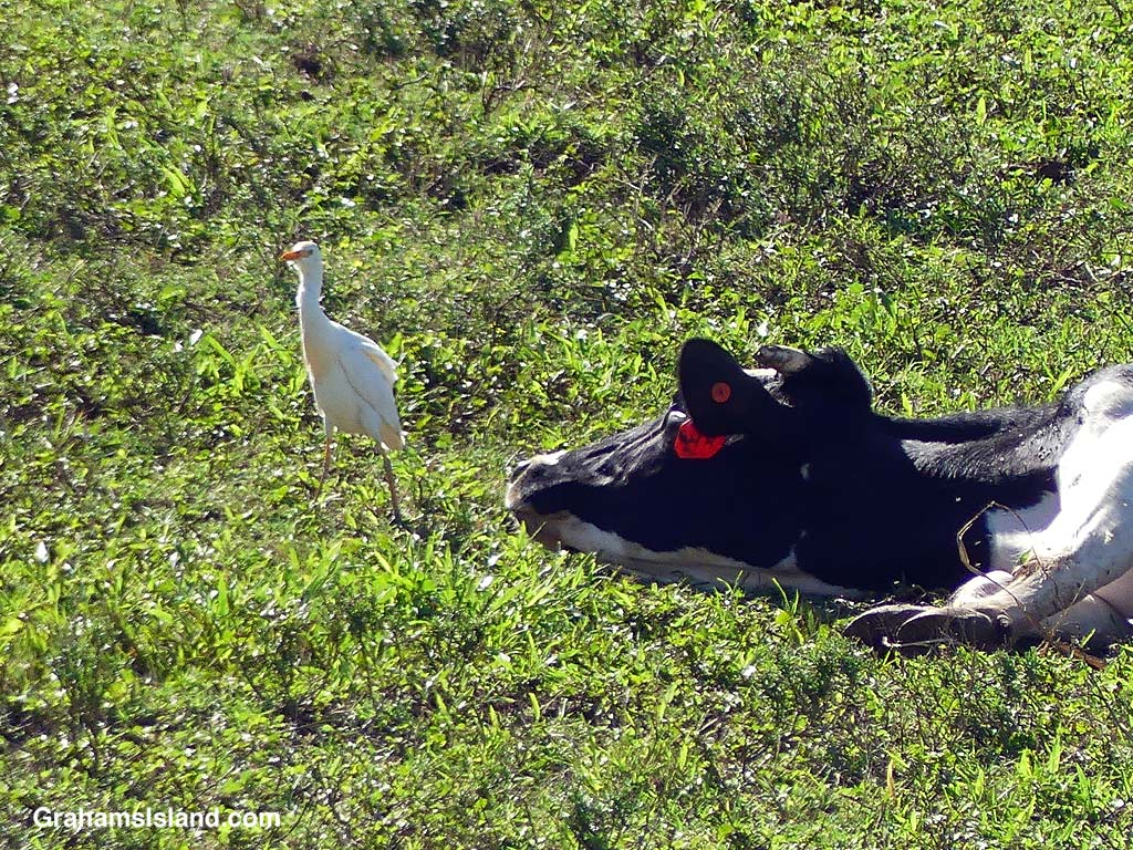A cattle egret stands by a cow trying to calve in Hawaii