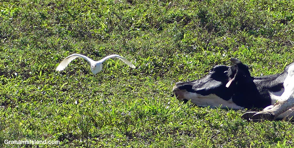 A cattle egret flies by a cow trying to calve in Hawaii